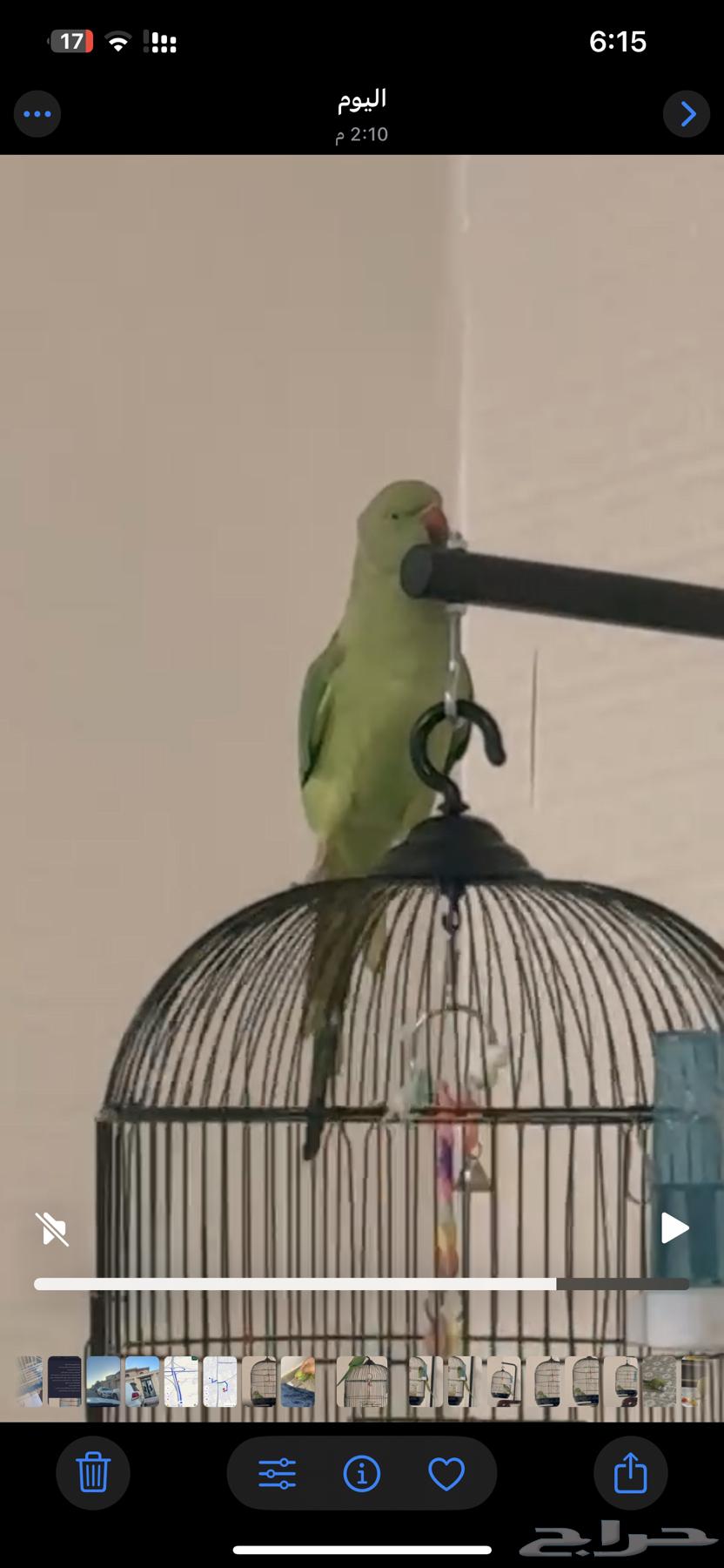 درة اليف متكلم تم البيع64507977565955111