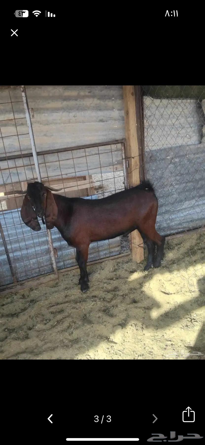 Projects Bucks64509124181763110