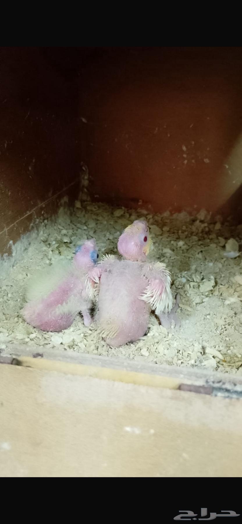 فروخ كروان ( تم  البيع )64507921785602111