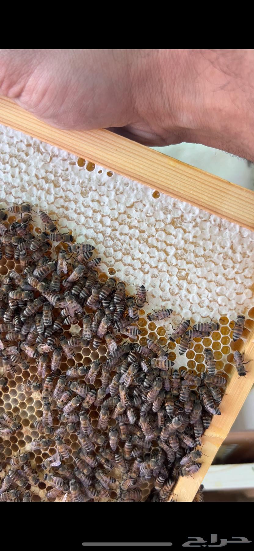 Local honeybee64507487158147111