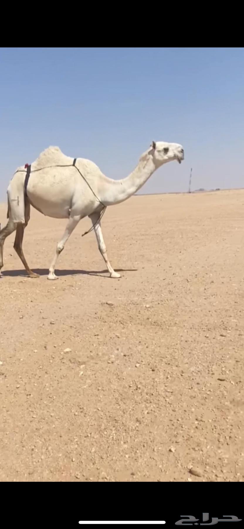 High-quality pregnant she-camel64509813894401110