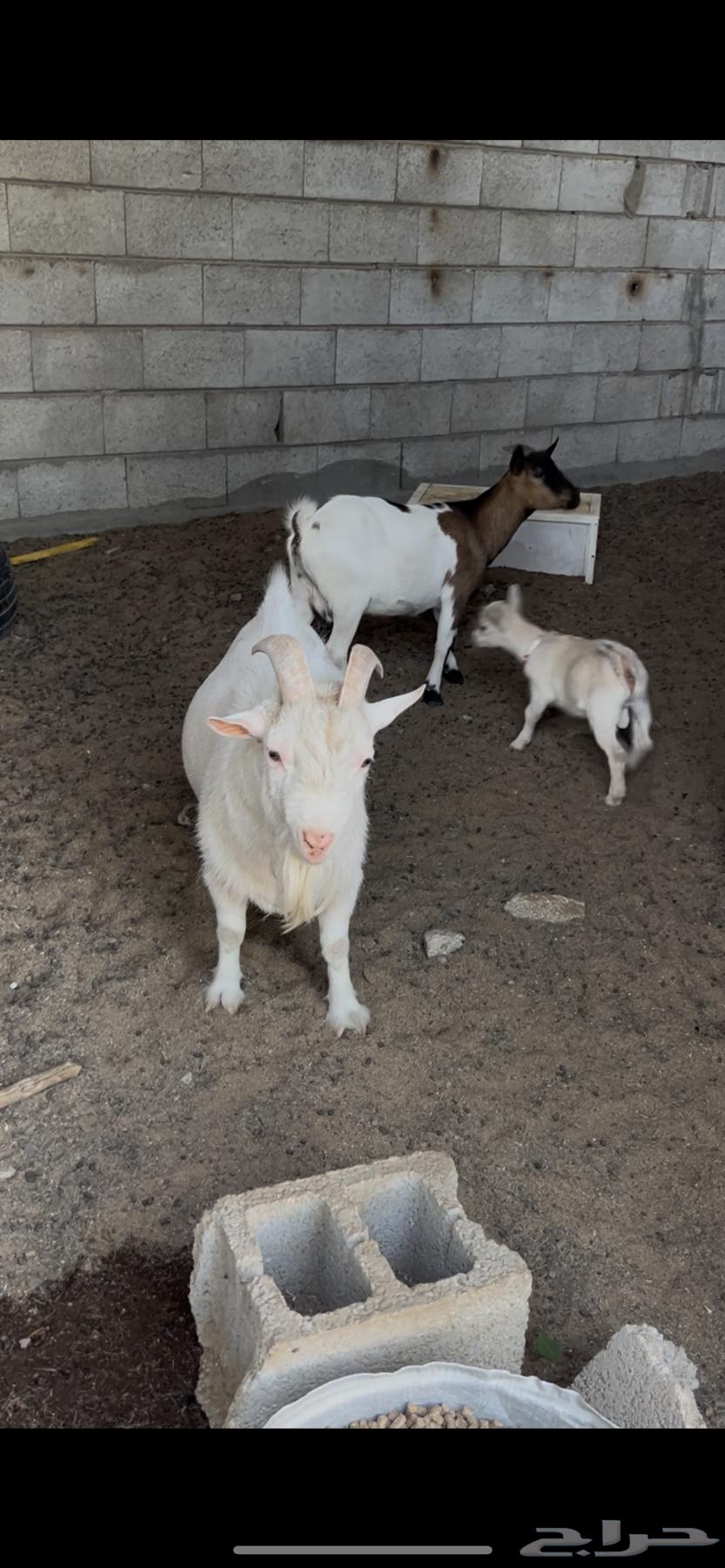 للبيع قزميات64507963377795110