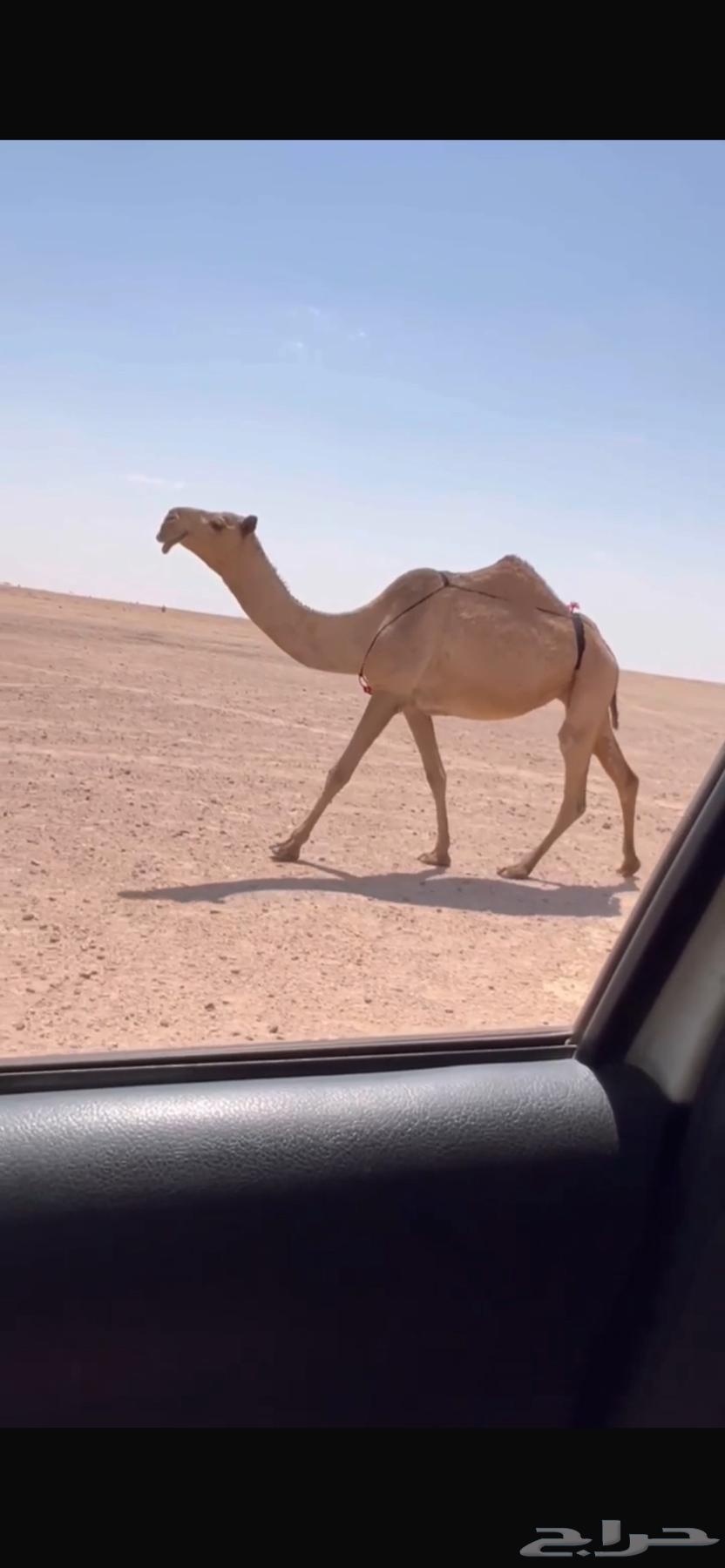 للبيع الشعلا لقحه64508466972033110