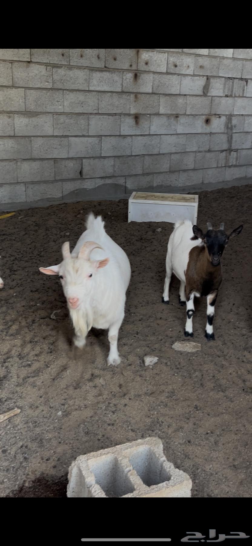 للبيع قزميات64507963377795113