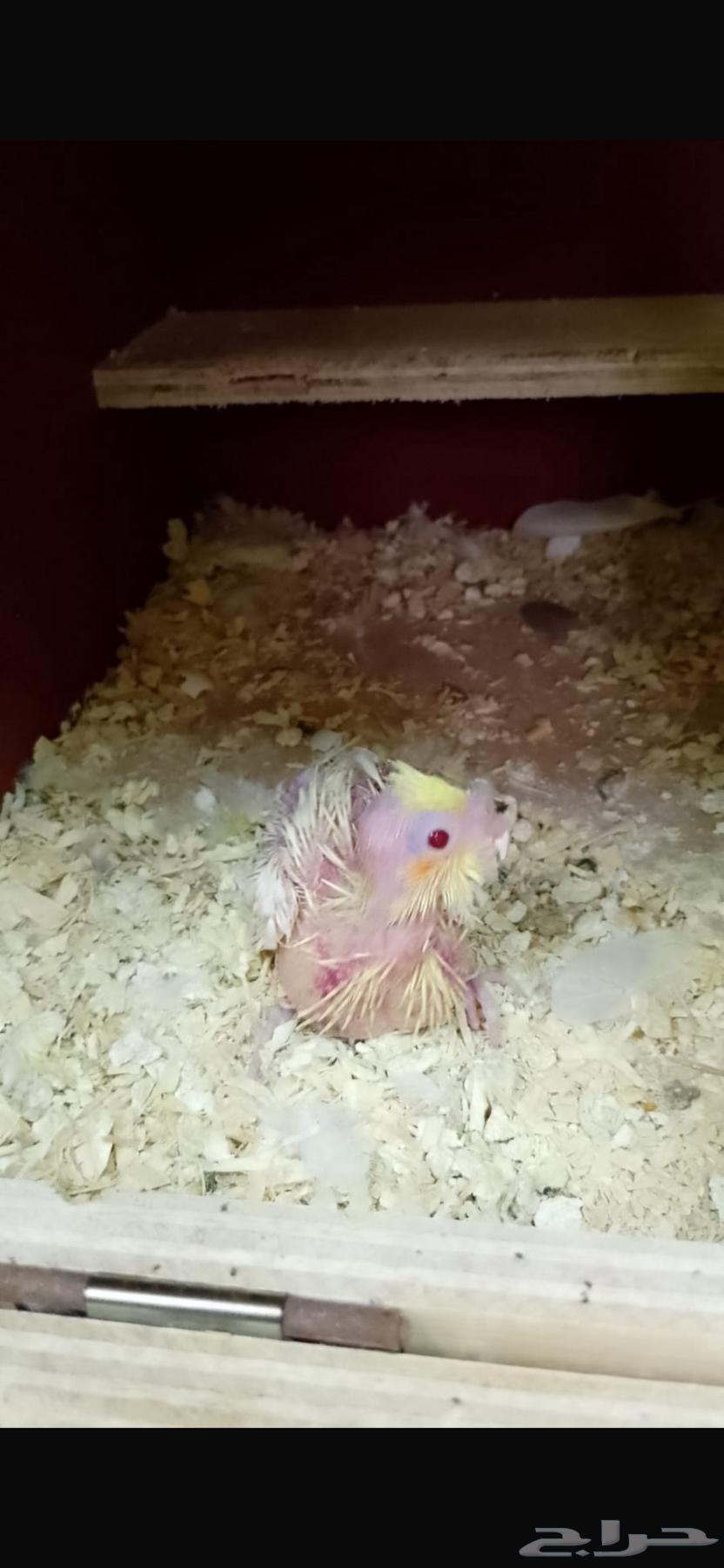 فروخ كروان ( تم  البيع )64507921785602110