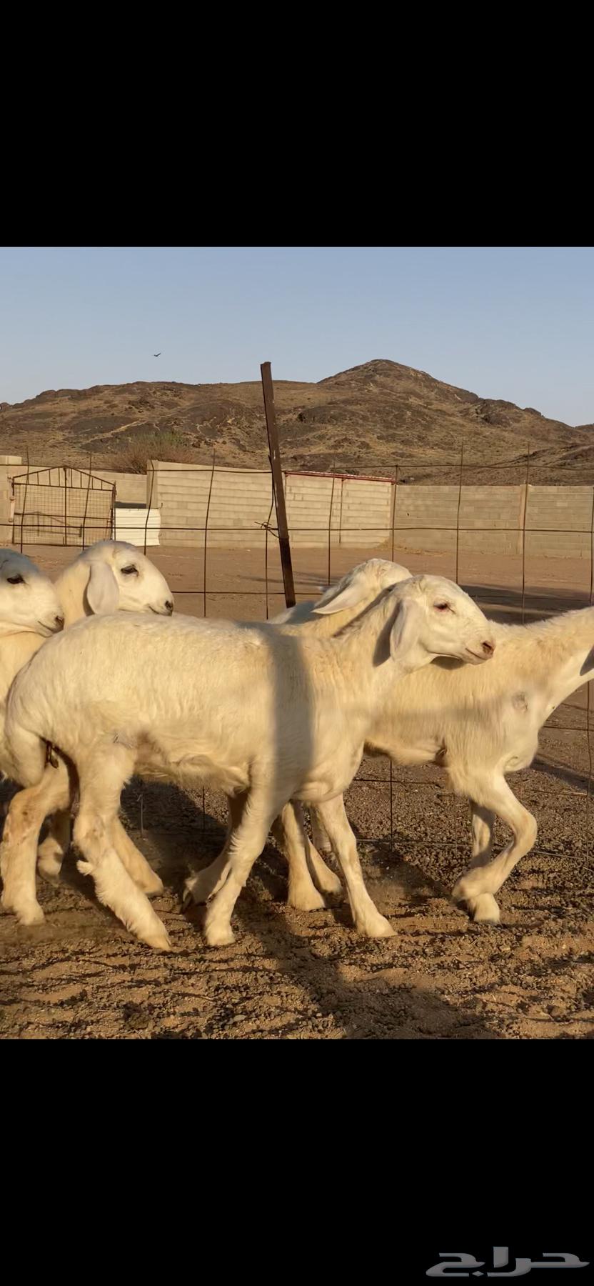 رخال صنف64504929539969114