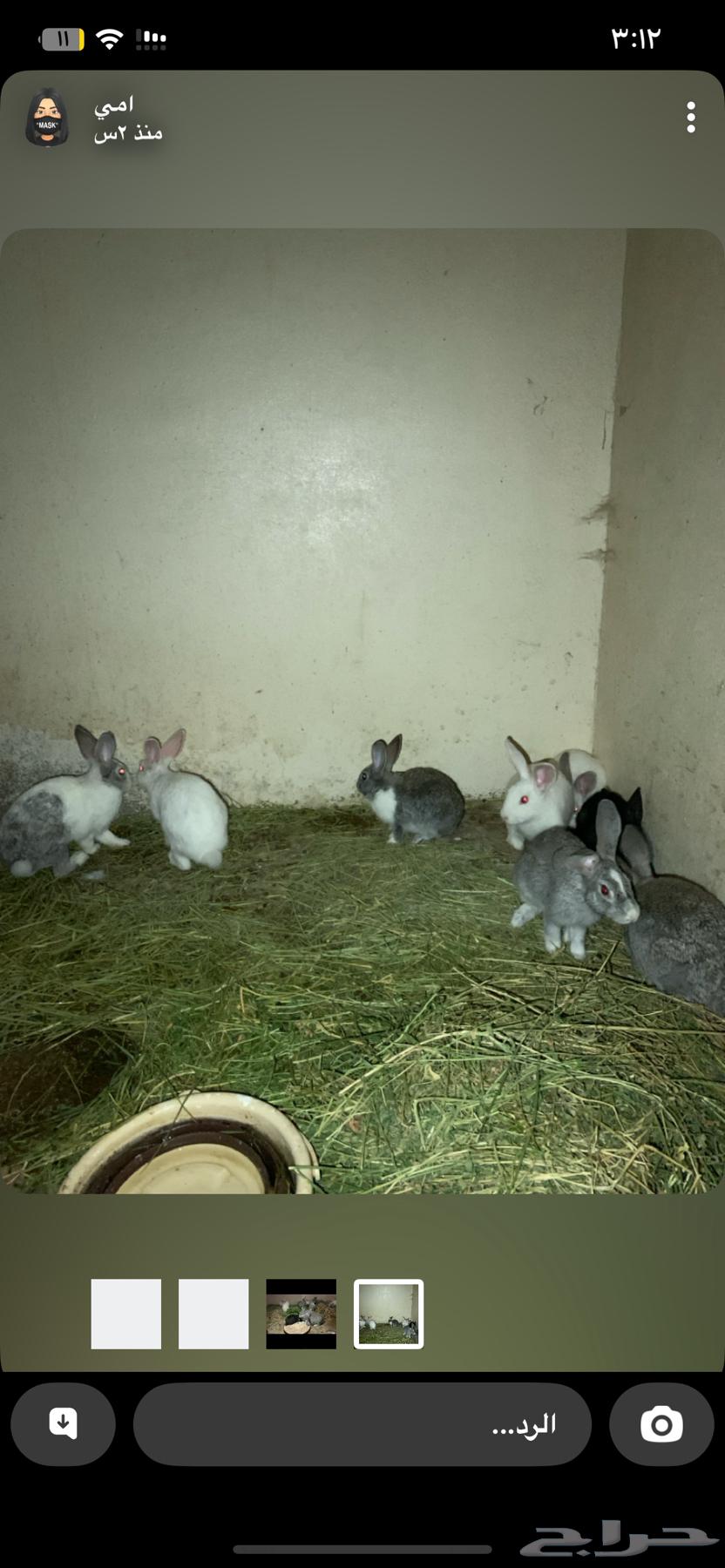 Rabbits64506535182337110