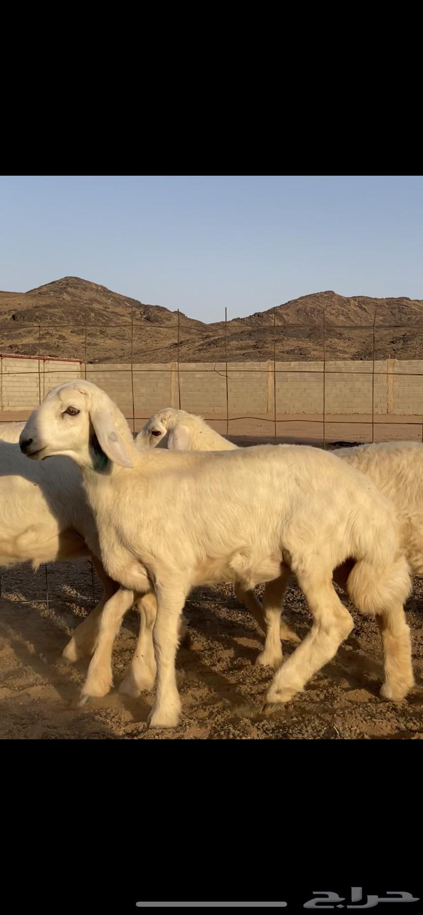 رخال صنف64504929539969112