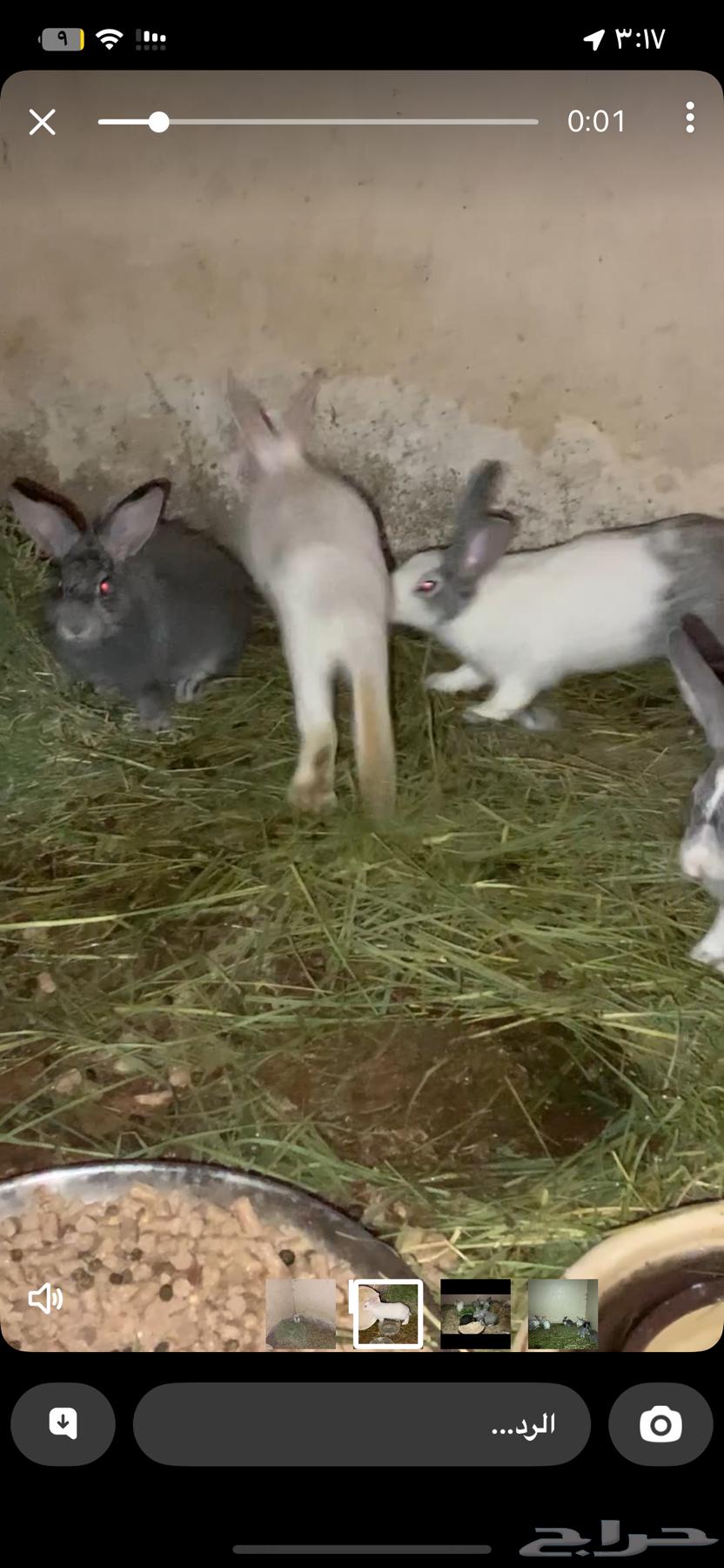 Rabbits64506535182337111