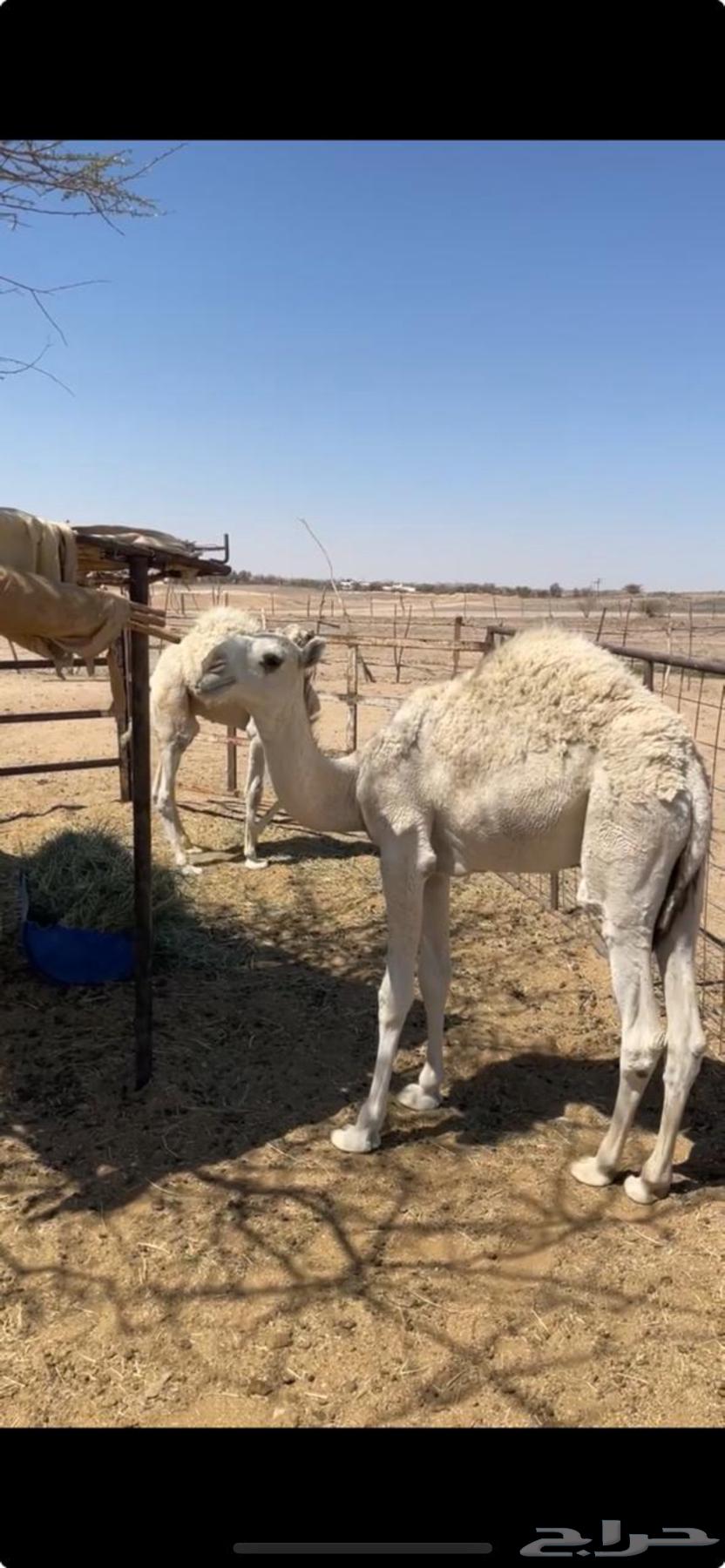 قعدان للبيع64509307197058111