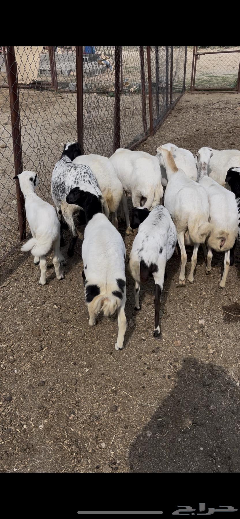 ضان صمع رفد12(مبيوعه)64506476894849111