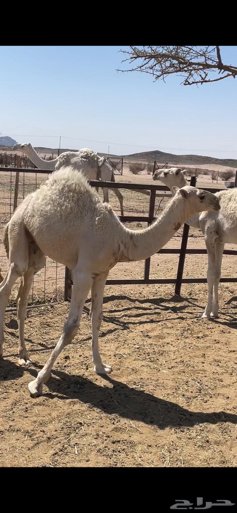 قعدان للبيع64509307197058110