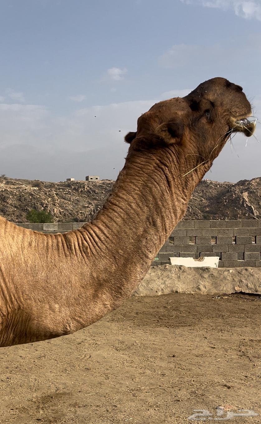 بعير حمر مجاهيم مشروطه للبيع64508607492227111