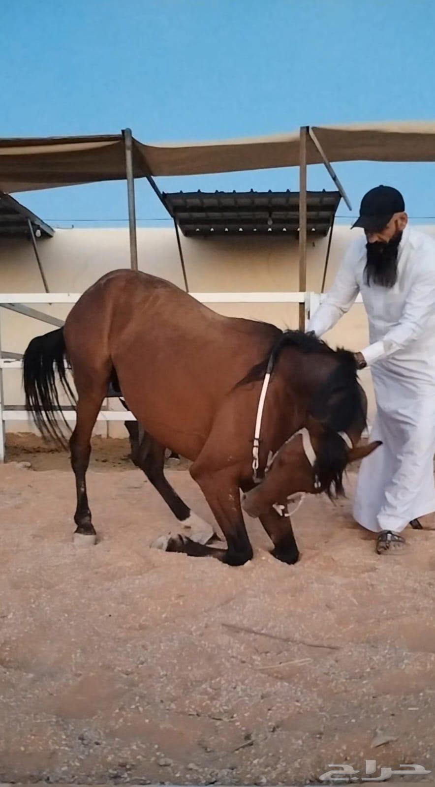 تعليم ركوب الخيل64507081824769113