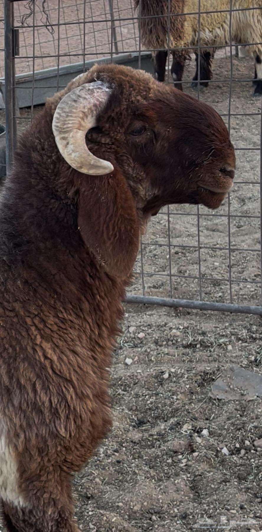 للبيع طلي64508957590018111