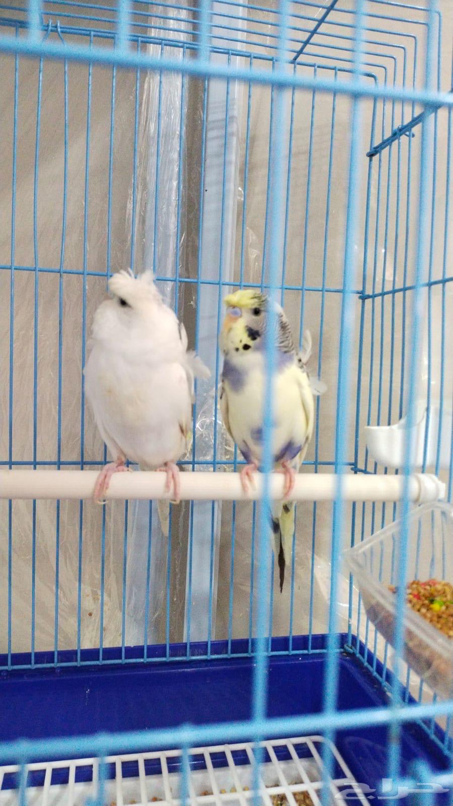 للبيع جوز هوقو تركيب جديد64504310450945112