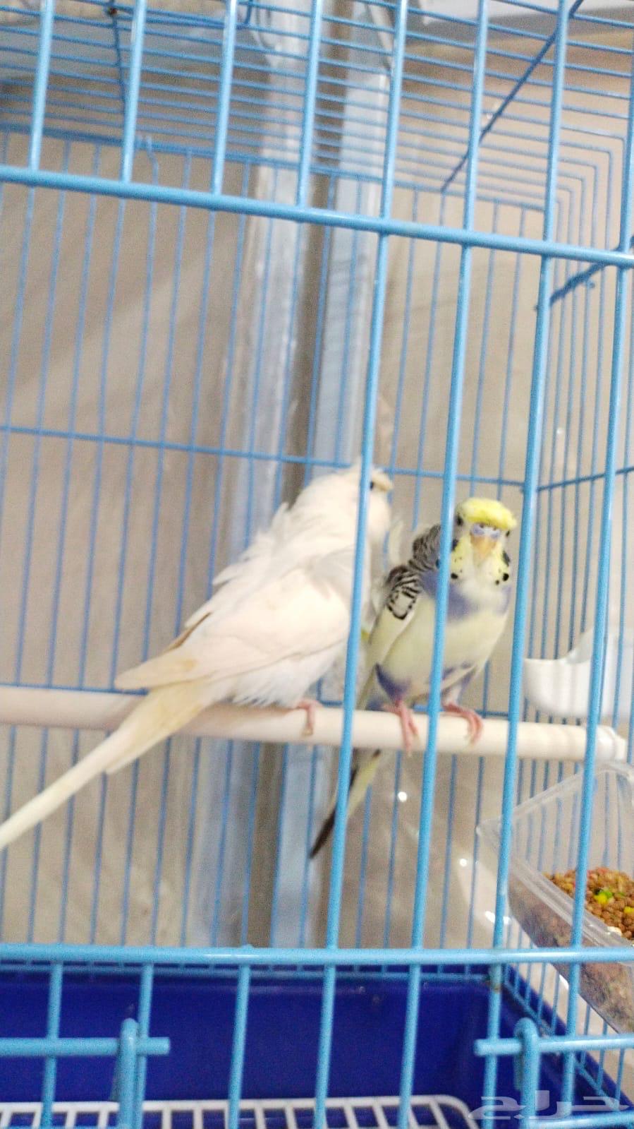 للبيع جوز هوقو تركيب جديد64504310450945111