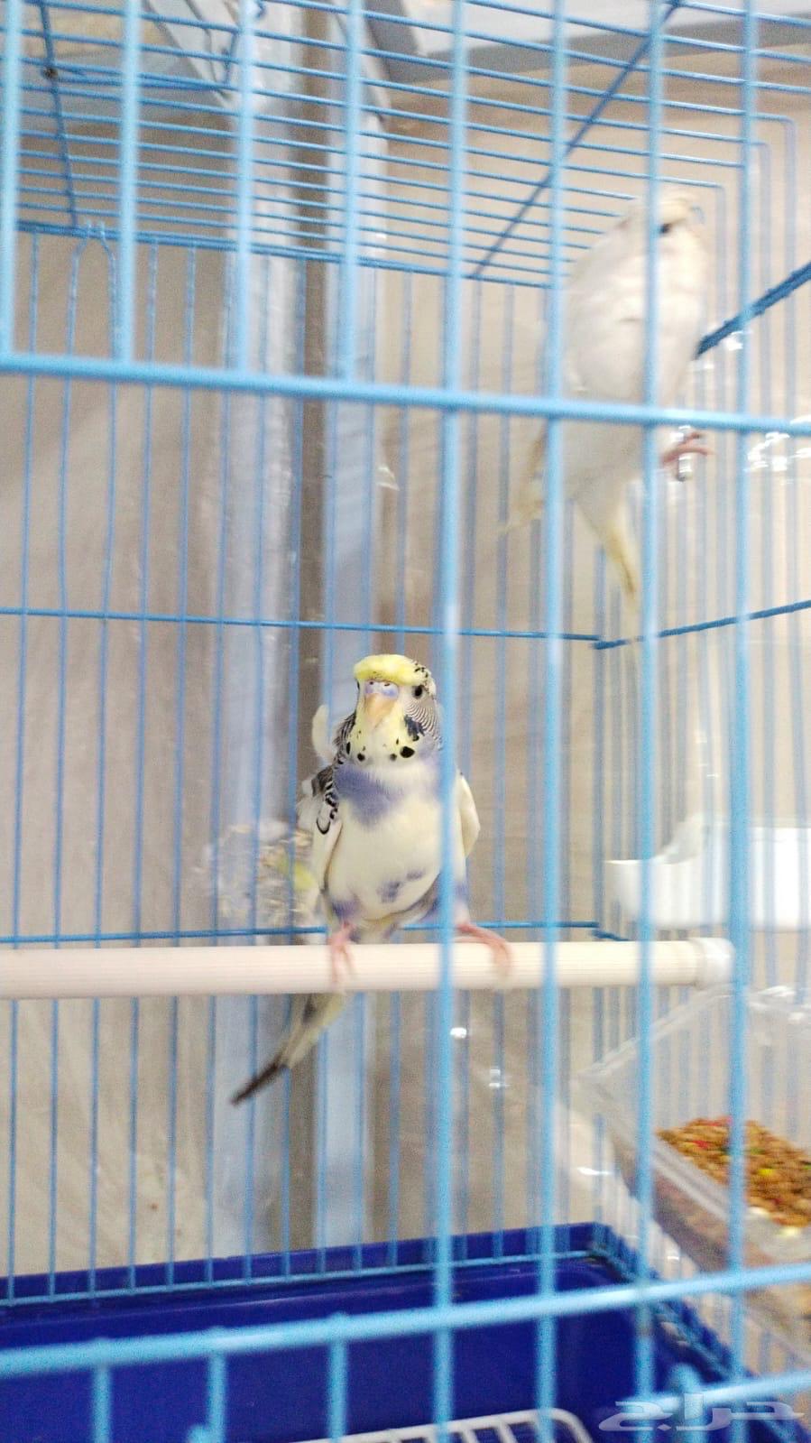 للبيع جوز هوقو تركيب جديد64504310450945110