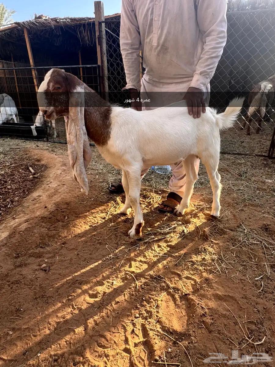 فحل هولندي وعياله64507612925187114