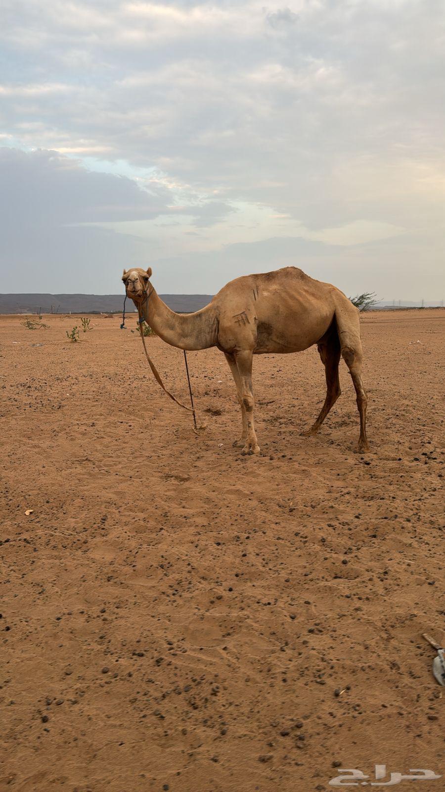 ركبي للبيع64505847258625110