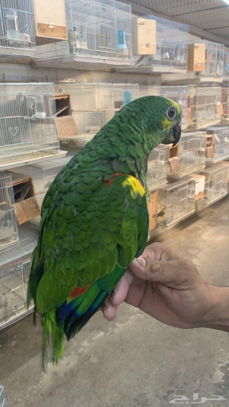 فرخ يلوناب فرخ بلوفرنتد64505875354499113