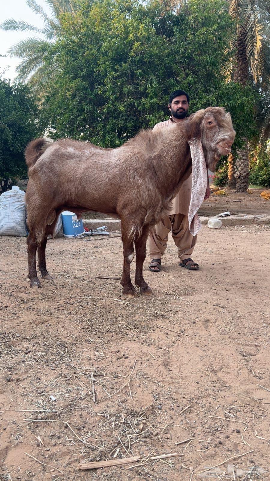 فحل هولندي وعياله64507612925187110