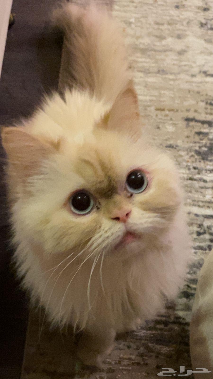 قط للبيع64507753546627110