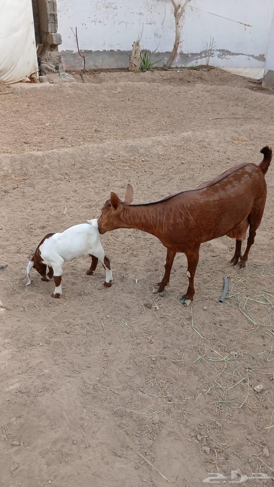 معزا محايلية دهم فاخرة للبيع64503186259074110