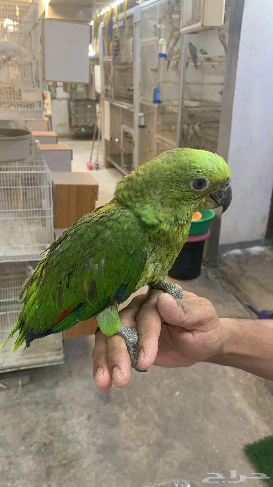 فرخ يلوناب فرخ بلوفرنتد64505875354499111