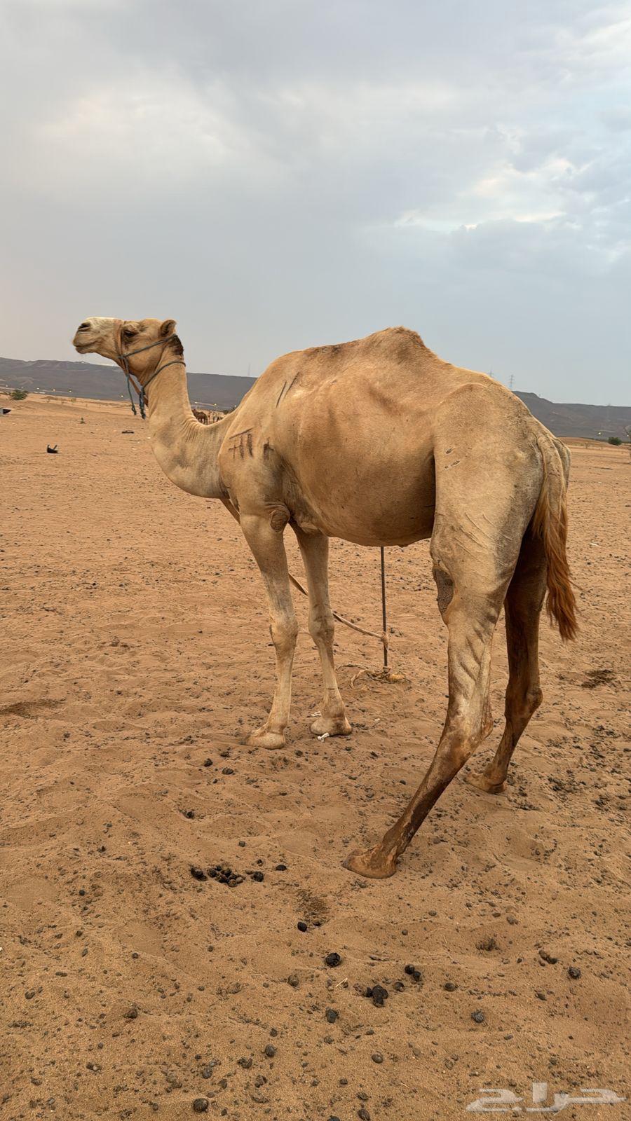 ركبي للبيع64505847258625111