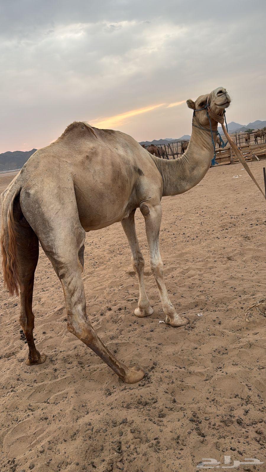 ركبي للبيع64505847258625112