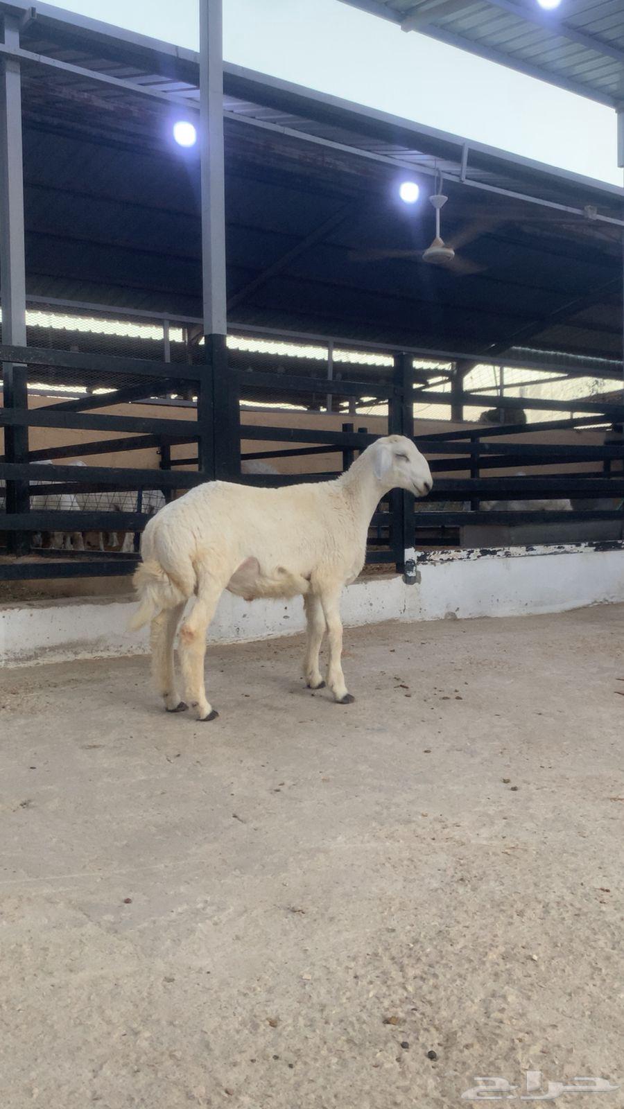 Sacrificial animals for sale with delivery, clean and premium quality, guaranteed64508298889218110