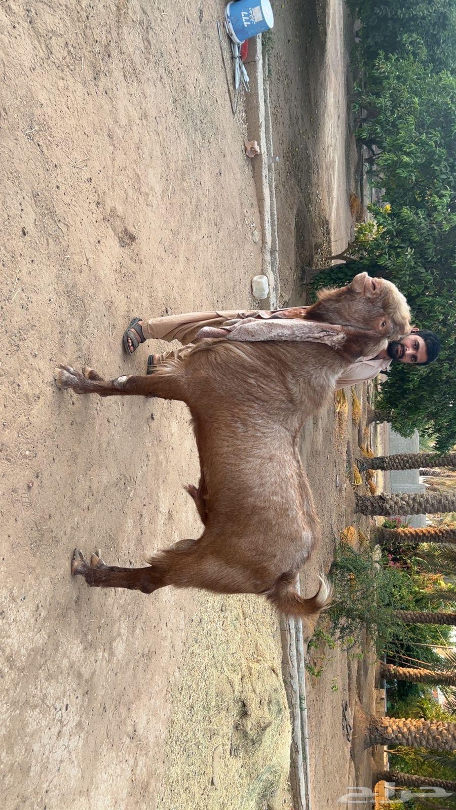 فحل هولندي وعياله64507612925187111