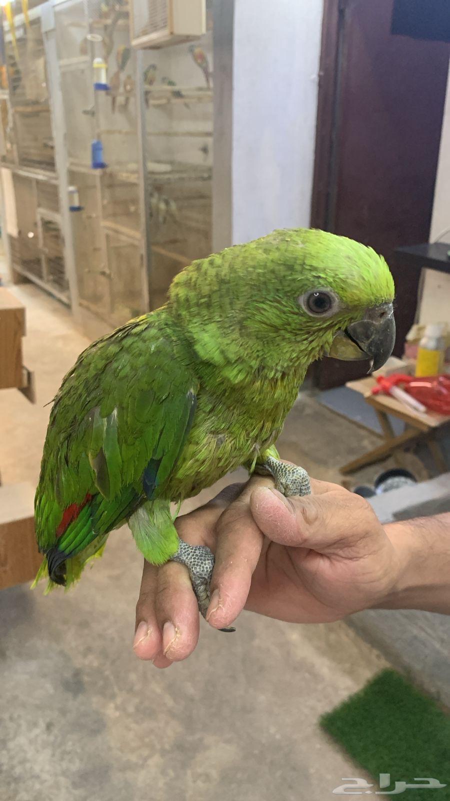 فرخ يلوناب فرخ بلوفرنتد64505875354499110