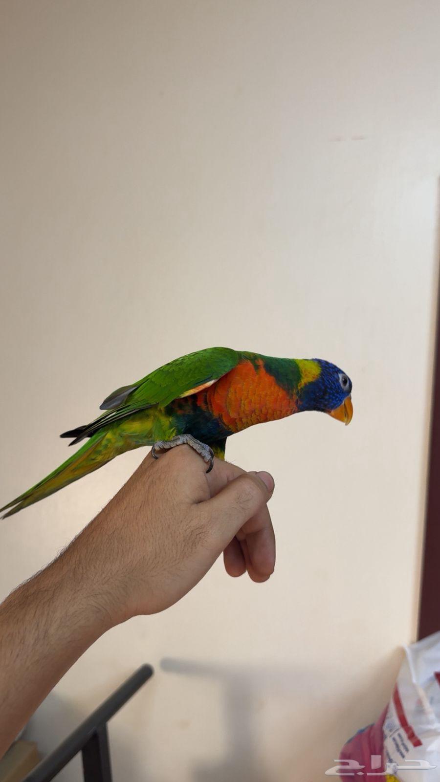 ببغاء لوري ريمبو تم البيع خارج الموقع64503500412291111