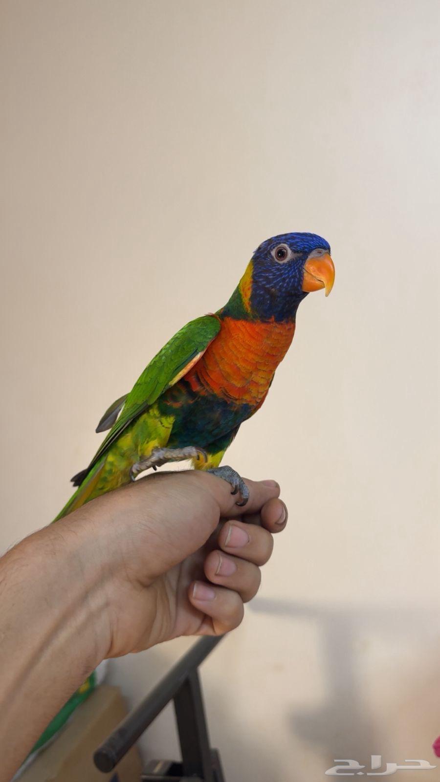 ببغاء لوري ريمبو تم البيع خارج الموقع64503500412291110