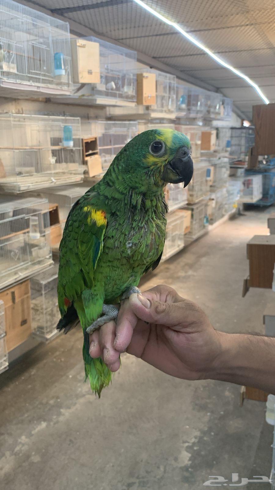 فرخ يلوناب فرخ بلوفرنتد64505875354499112