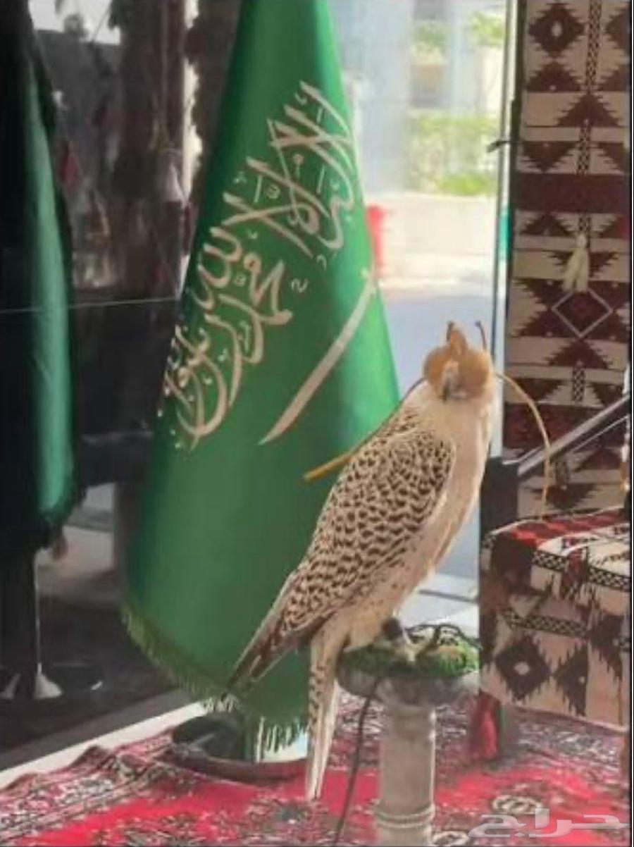 Rapid Support Foundation for Exhibitions and Conferences Organization64510126168067111