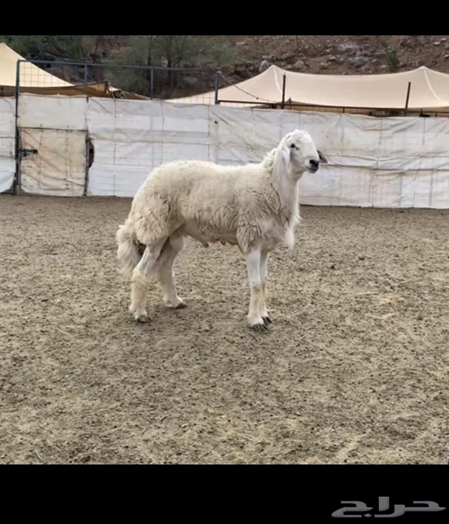 Ram Stud64507249349123110