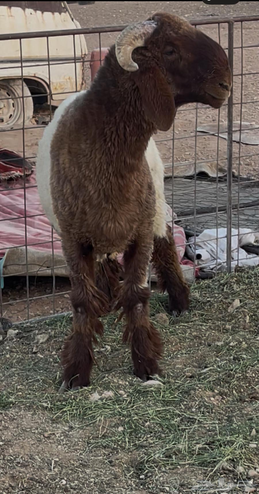 للبيع طلي64508957590018112