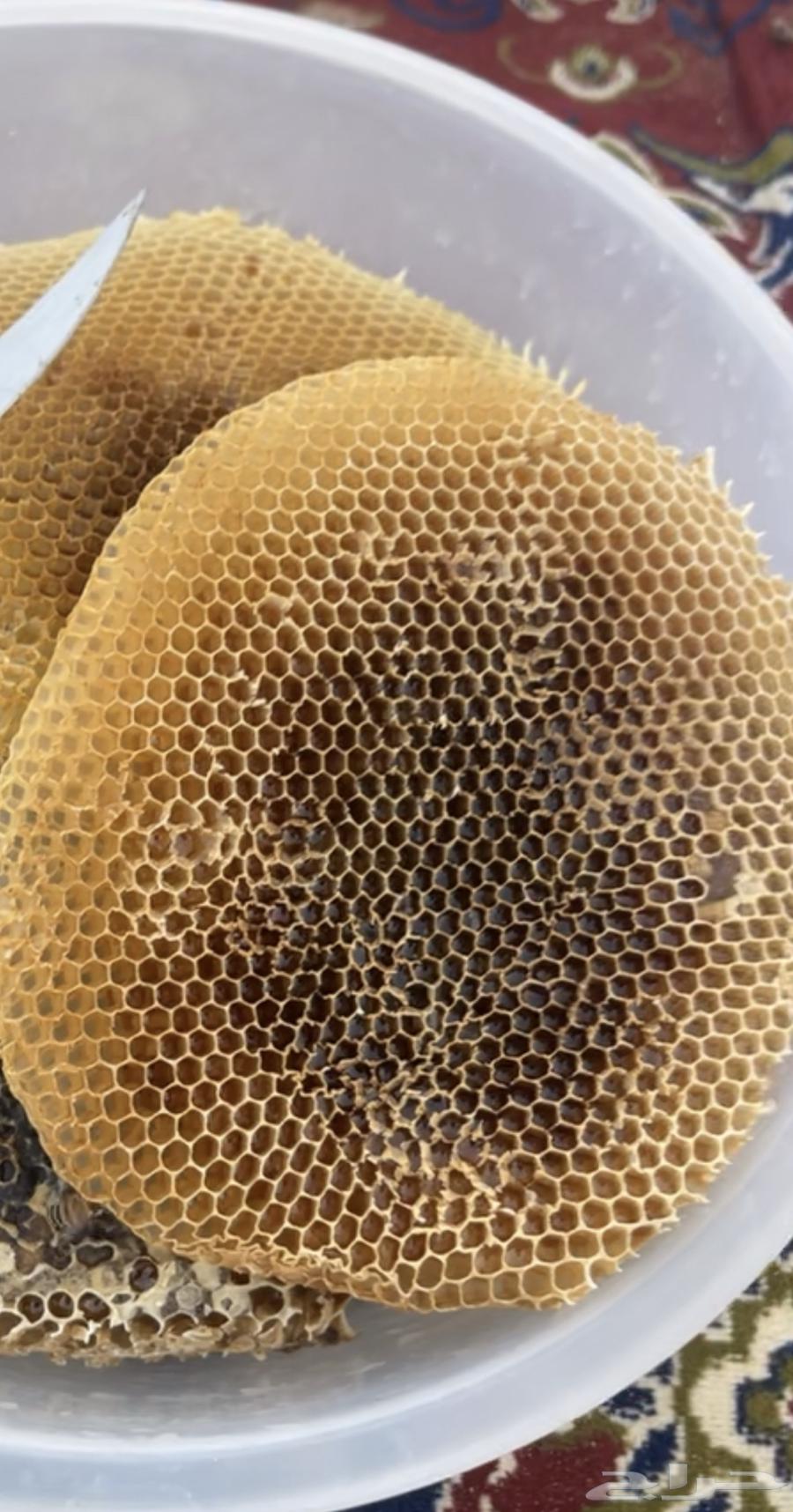 عسل جبلي صافي جديد من منحلي شخصيا64510479066371113