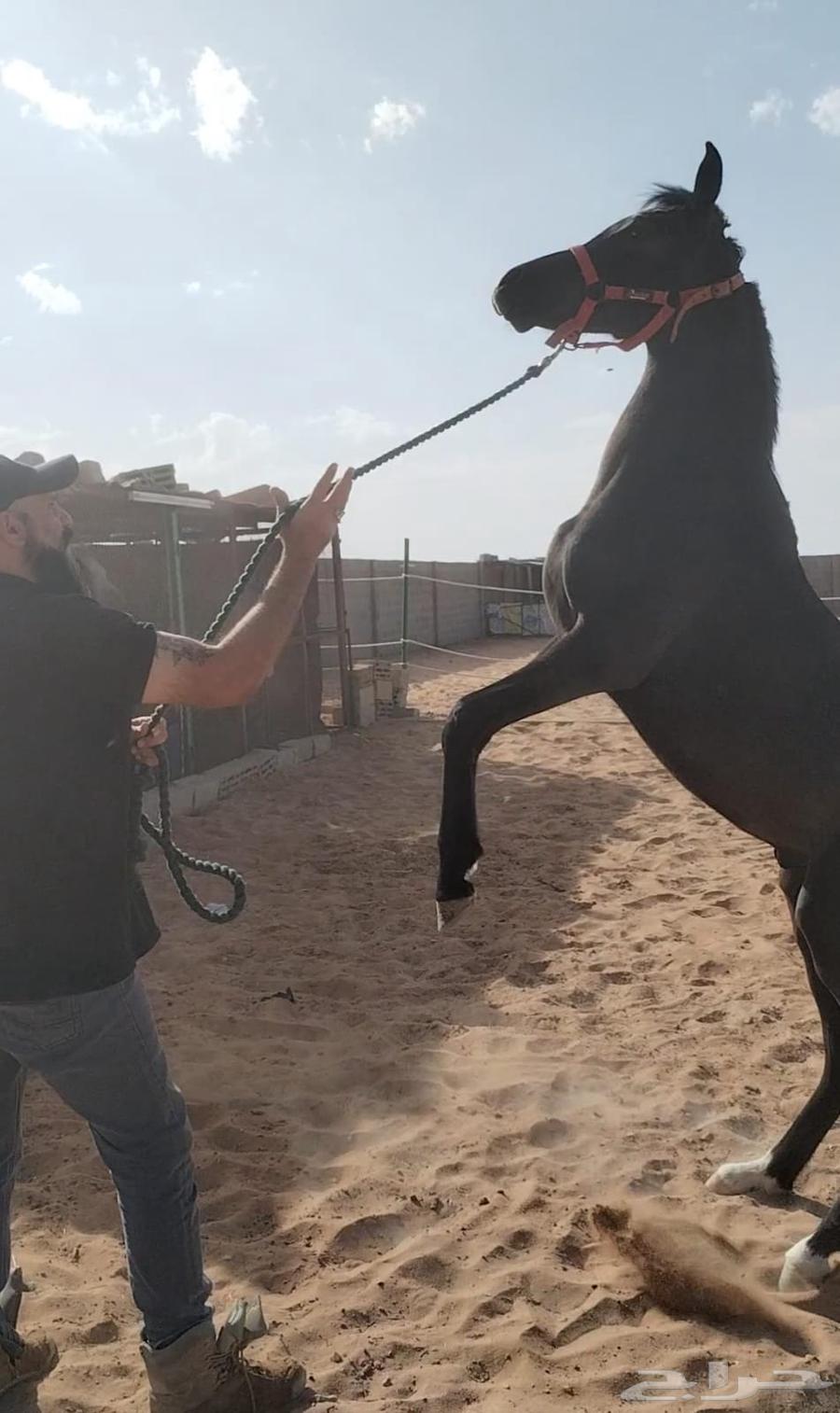 تعليم ركوب الخيل64507081824769114