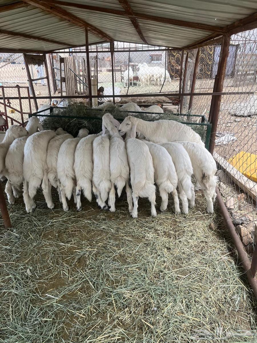 للبيع ذبائح صغار صلخ وطبخ64508466980609111