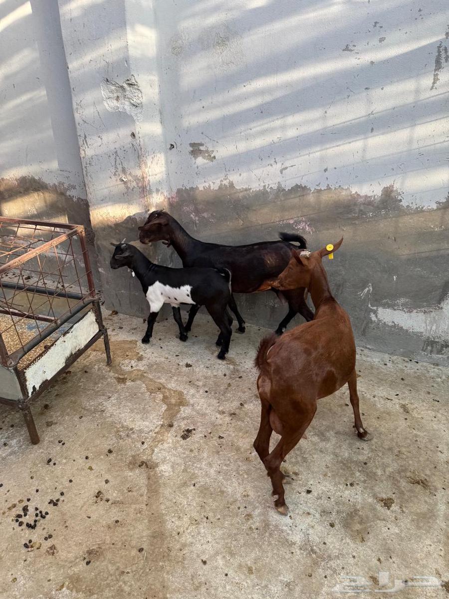 معزا محايلية دهم فاخرة للبيع64503186259074112