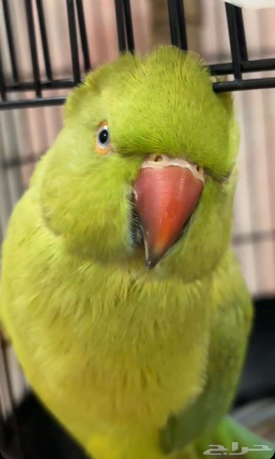 درة اليف متكلم تم البيع64507977565955110