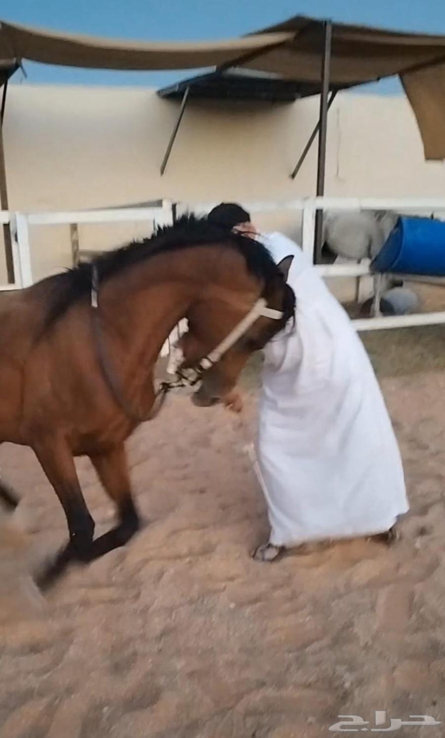 تعليم ركوب الخيل64507081824769112