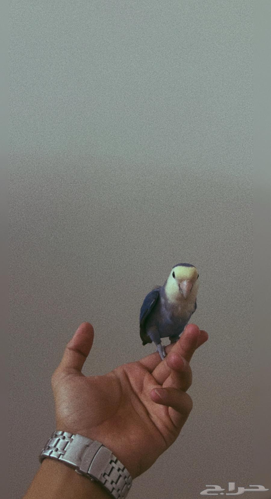 ببغاء روز للبيع عمره 7اشهر اليف64509588476035111