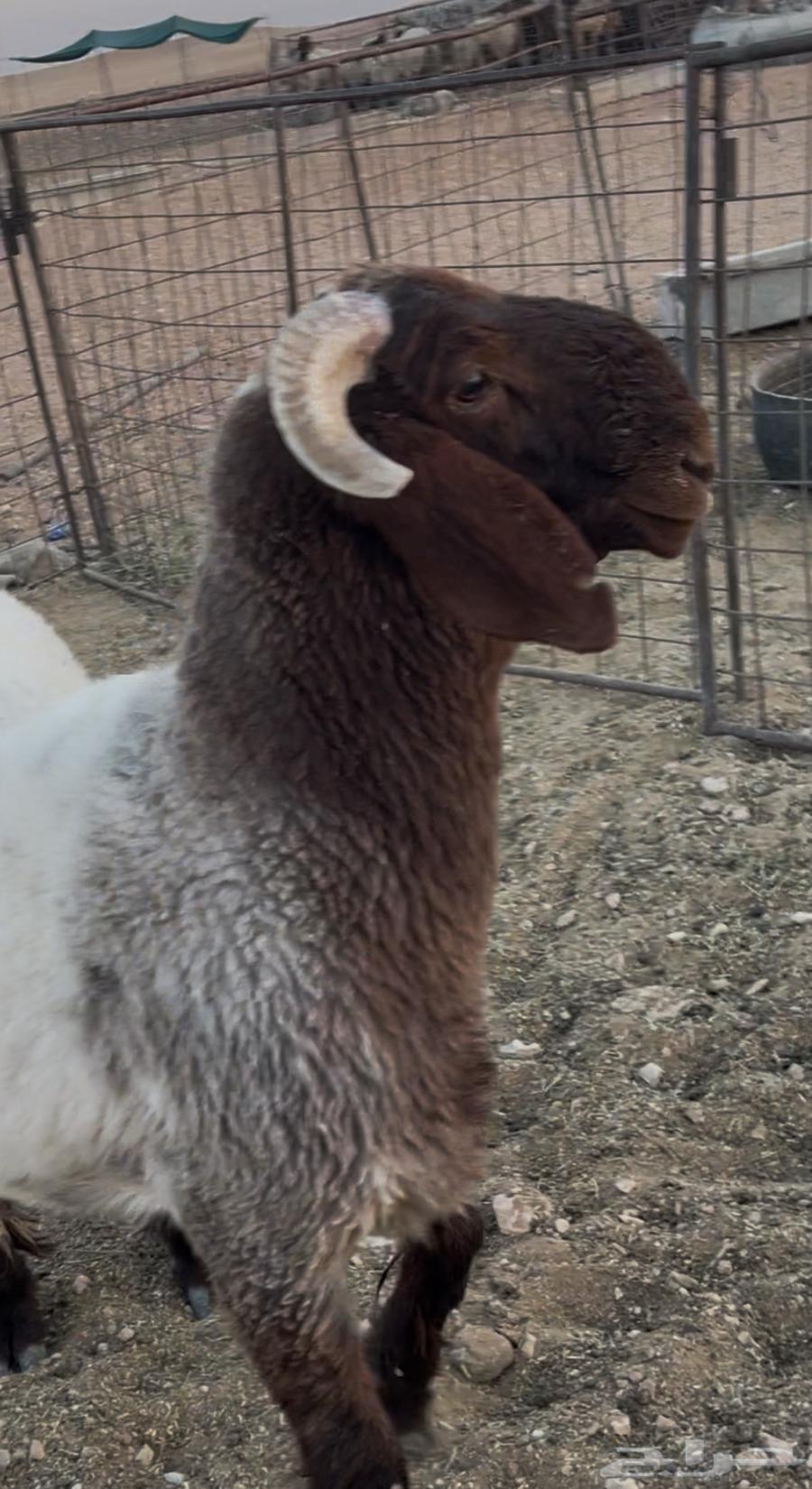 طلي للبيع64504009398529111