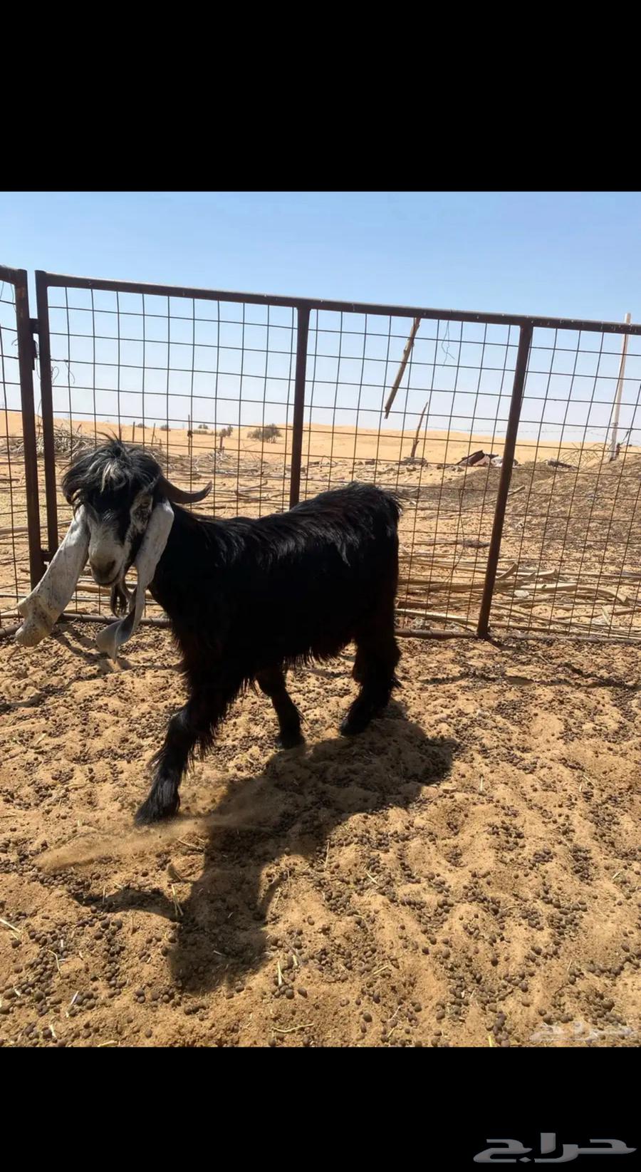 للبيع عدد 2 تيوس فحول جدعان عوارض شرط القريع64510563603457113