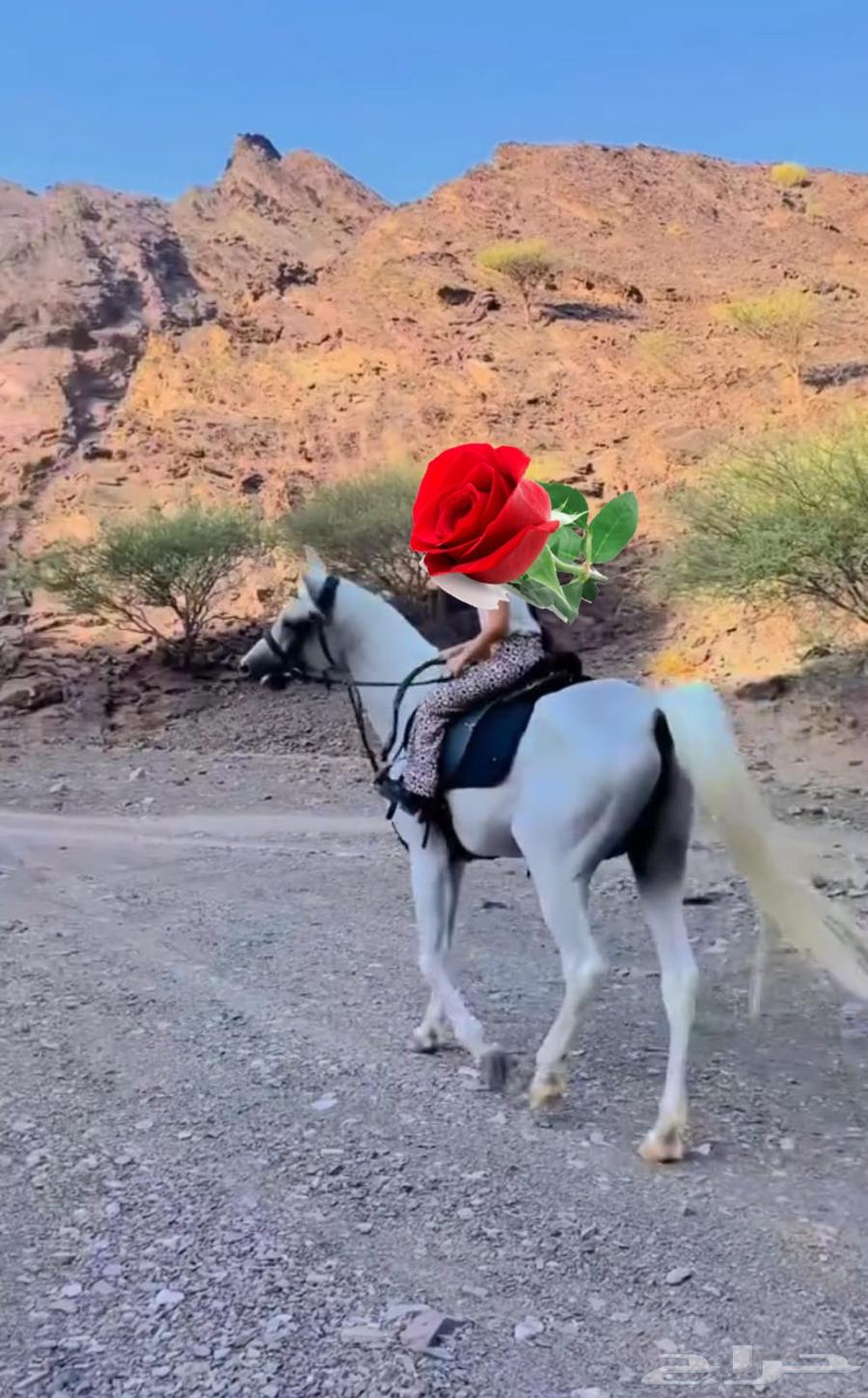 تعليم ركوب الخيل64507081824769110